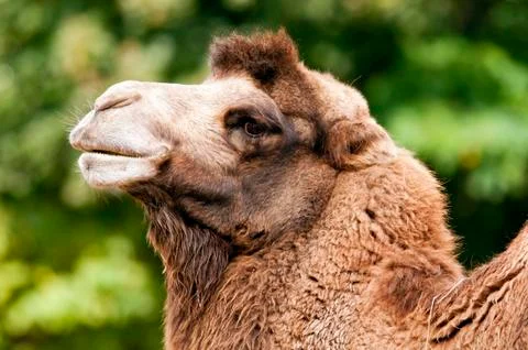 Bactrian camel Stock Photos
