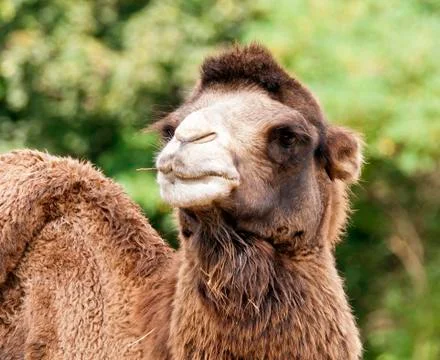 Bactrian camel Stock Photos