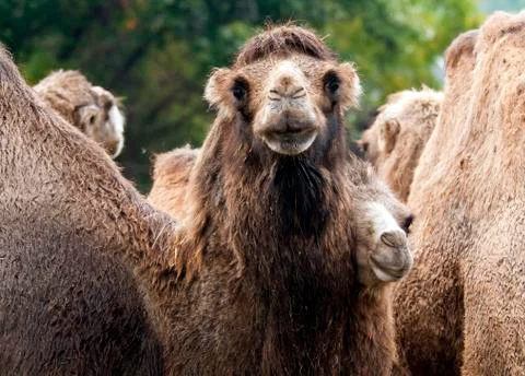 Bactrian camel Stock Photos