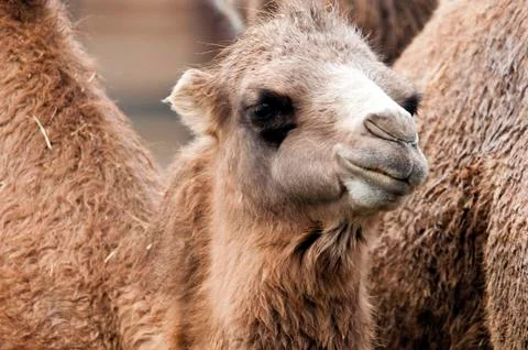 Bactrian camel Stock Photos