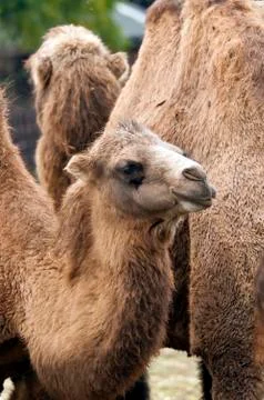 Bactrian camel Stock Photos