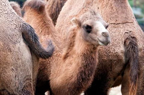 Bactrian camel Stock Photos