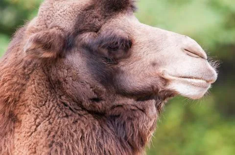 Bactrian camel Stock Photos