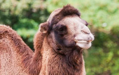 Bactrian camel Foto stock