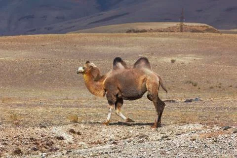Bactrian camel Stock Photos
