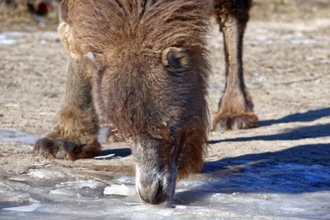 Bactrian camel Foto stock