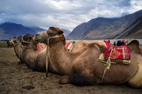 Bactrian camel Stock Photos