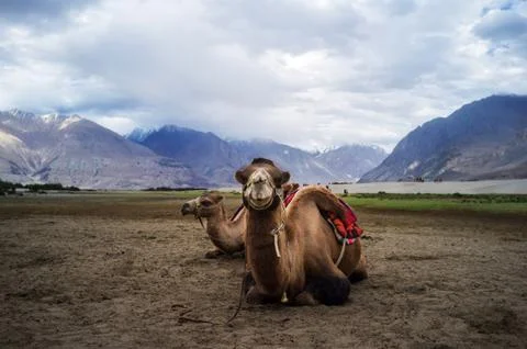 Bactrian camel Stock Photos