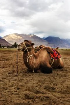 Bactrian camel Stock Photos
