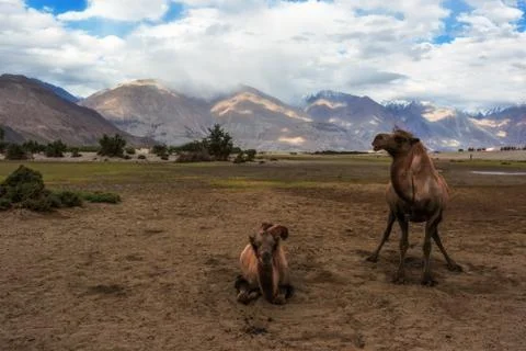Bactrian camel Stock Photos