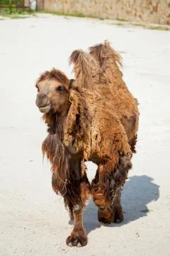 Bactrian camel Stock Photos
