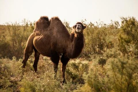 Bactrian camel Stock Photos