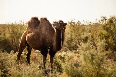 Bactrian camel Stock Photos