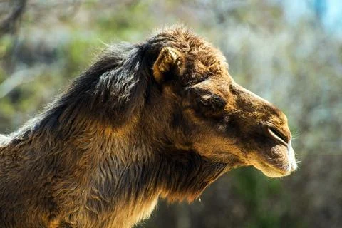 Bactrian Camel Stock Photos