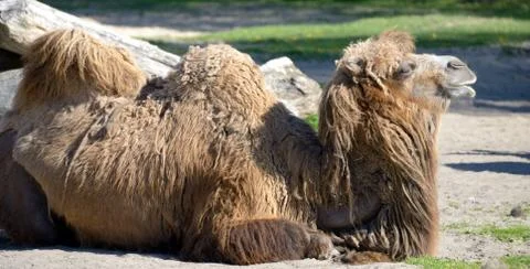 Bactrian camel, the rarer of two camel species in zoo Foto stock
