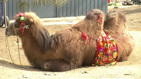 Bactrian camel resting, China Video stock 57410186