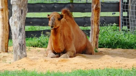 Bactrian camel resting in a natural setting near wooden fence at a wildlife park Stock Footage 337451604