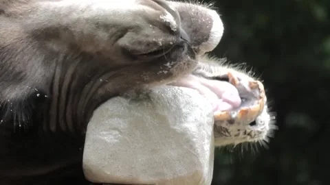 Bactrian Camel Slobbers While Licking Salt Stone 스톡 동영상 297259690