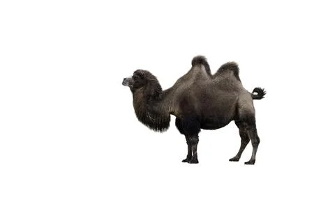 Bactrian Camel Standing Alone Against white Background for Dramatic Stock Pho Stock Photos