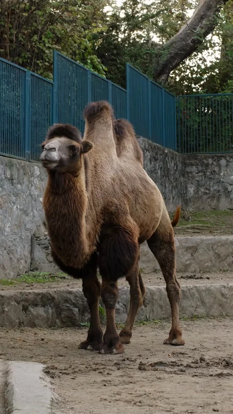 A Bactrian camel stands inside a zoo enclosure surrounded by stone walls and Stock Footage 325741076