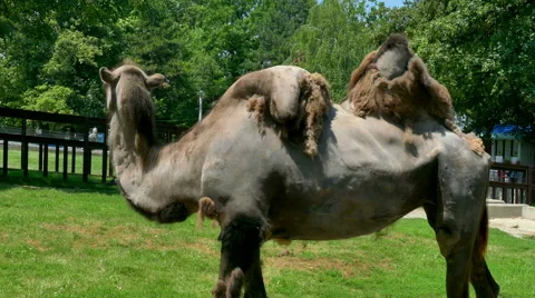 Bactrian Camel Stands in a Nature in Close-up Stock Footage 64981809