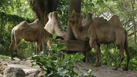 Bactrian camel two humps, driving point of view Stock Footage 111719101
