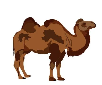Bactrian camel vector isolated on white Stock Illustration