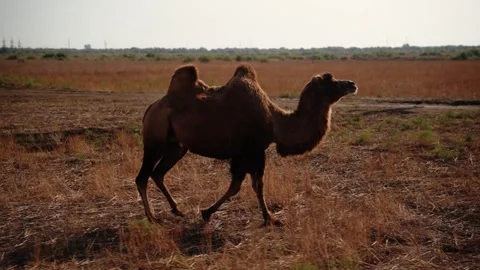Bactrian camel walking across dry grassland at sunset 動画素材 347594818
