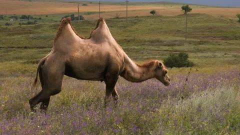 A Bactrian camel walks through a green meadow and sits down among blue flowers Stock Footage 169417788