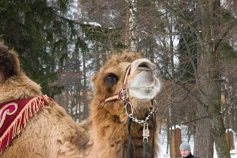 Bactrian camel in the winter forest. Bactrian camel in the winter forest. Stock Photos