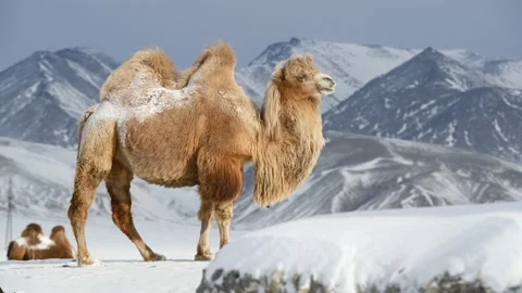 Bactrian camel in winter landscape with Altai mountains 動画素材 149211641