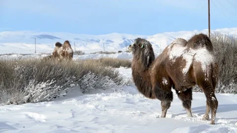 Bactrian camel in winter landscape. 스톡 동영상 221540156