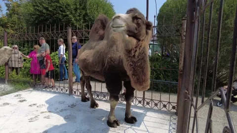 Bactrian camel in the zoo in Barnaul Stock Footage 203878505