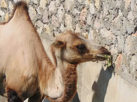 Bactrian camel at the zoo. During summer Fotos de archivo