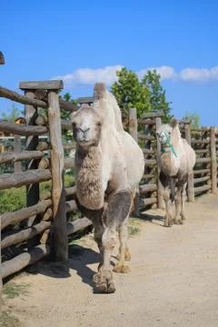 Bactrian camel in the zoo Stock Photos