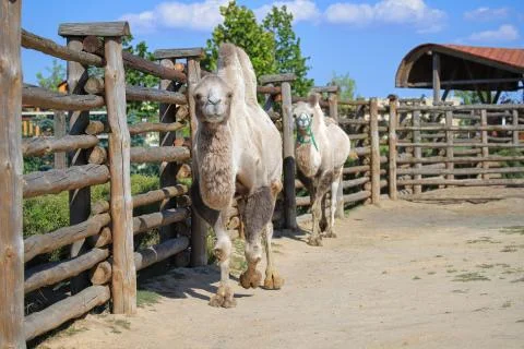Bactrian camel in the zoo Stock Photos