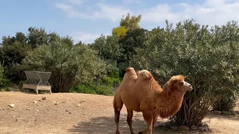 Bactrian camel in the zoo is walking Stock Footage 237922250