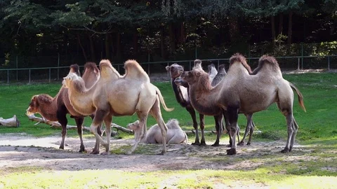 Bactrian Camels,  Camelus Bactrianus. Stock Footage 73889755
