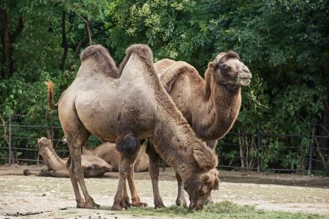 Bactrian camels feeding Stock Photos