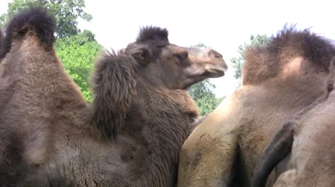 Bactrian Camels Stock Footage 28193760