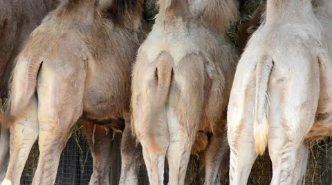 Bactrian camels Stock Footage 40956947