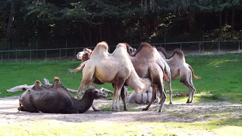 Bactrian Camels Stock Footage 73271095