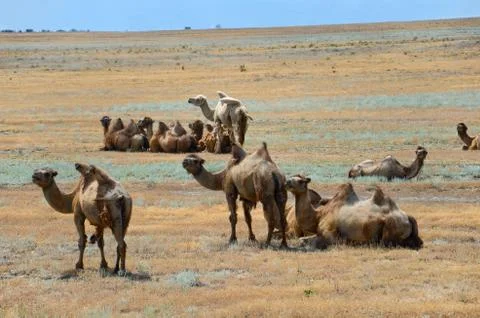 Bactrian camels Stock Photos