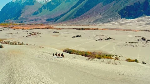 Bactrian camels walking in sandy desert of Nubra valley with snow capped Stock Footage 343696124