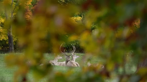 Bactrian deer, Cervus hanglu bactrianus lowland subspecies of Central Asia. Big  Stock Footage 254412337