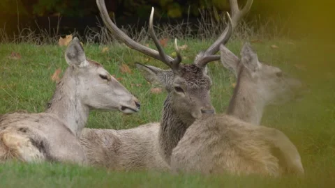 Bactrian deer, Cervus hanglu bactrianus lowland subspecies of Central Asia. Big  Stock Footage 254412438