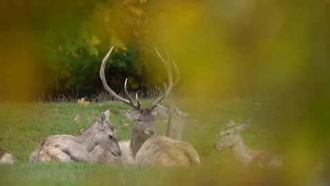 Bactrian deer, Cervus hanglu bactrianus lowland subspecies of Central Asia. Big  Stock Footage 254412447