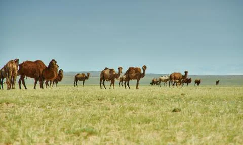 Bactrian or two-humped camel Stock Photos