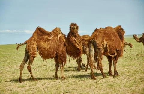 Bactrian or two-humped camel Фото