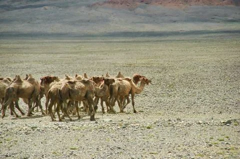 Bactrian or two-humped camel Stock Photos